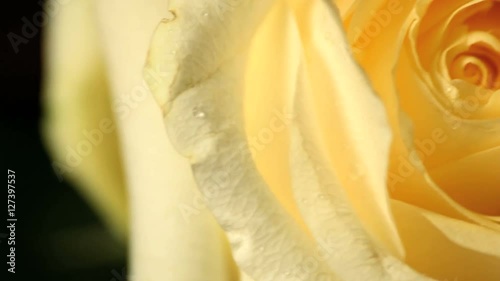 Wallpaper Mural Roses flowers Torontodigital.ca