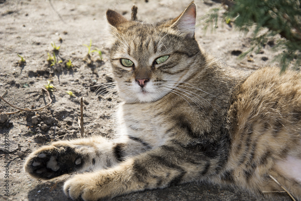 In summer, on the ground sleeping cat.