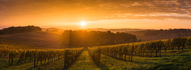 Foto auf Acrylglas Weingarten Weinberg Sonnenaufgang - Bordeaux Vineyard  © FreeProd