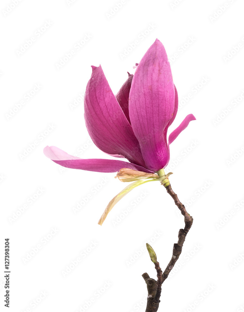 Naklejka premium Pink magnolia flowers isolated on white background