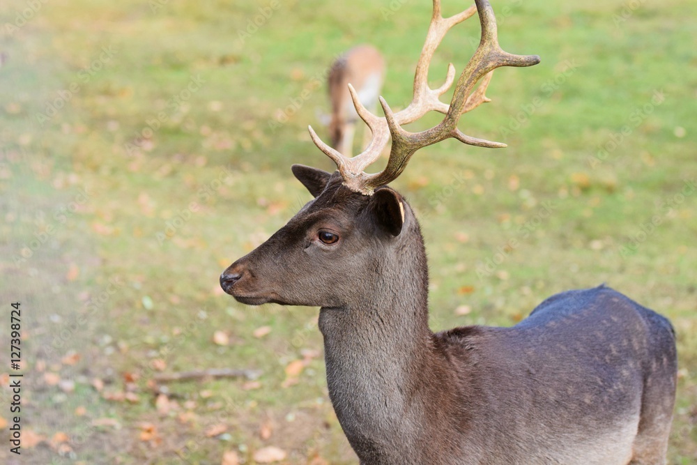 ein junger schwarzer Damhirsch