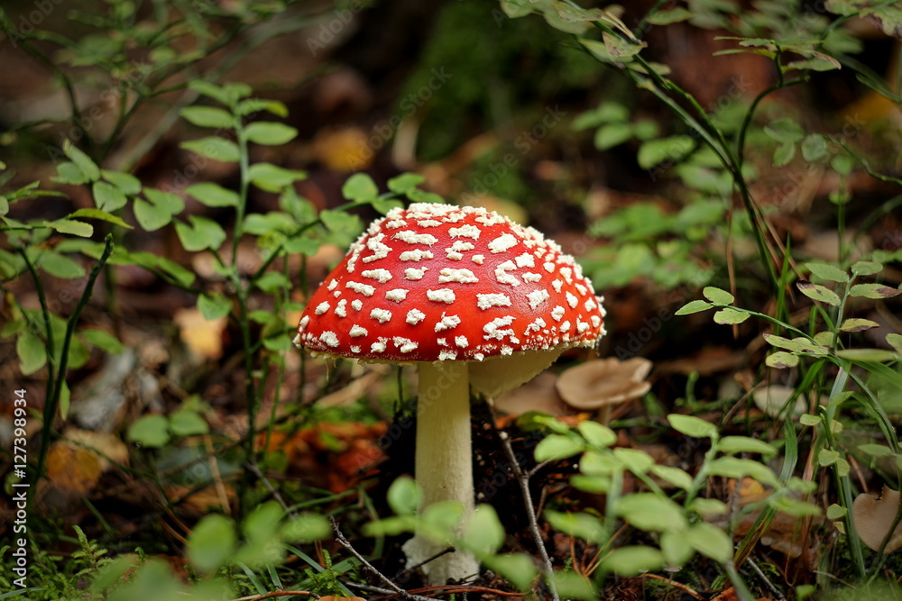 Amanita muscaria (fly agaric or fly amanita) Amanita muscaria (fly agaric or fly amanita)