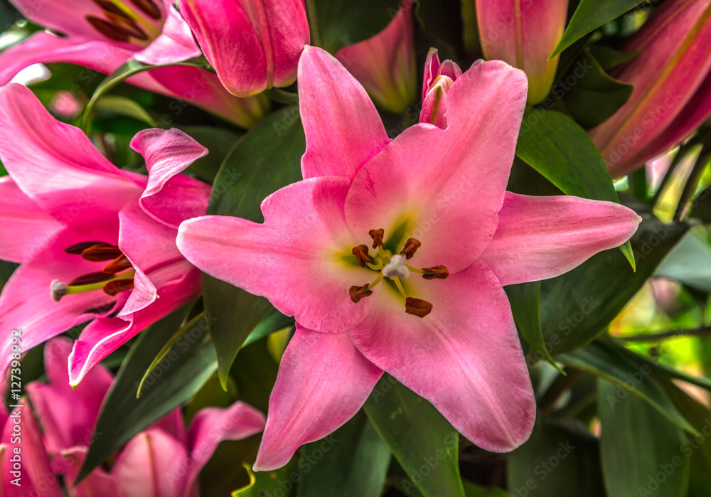 Beautiful pink lily flower close-up with green foliage at the background. Close up of an oriental tiger lilly. Pink lily close-up on a background of green leaves top view. Beautiful pink lily flower close-up with green foliage at the background. Close up of an oriental tiger lilly. Pink lily close-up on a background of green leaves top view.