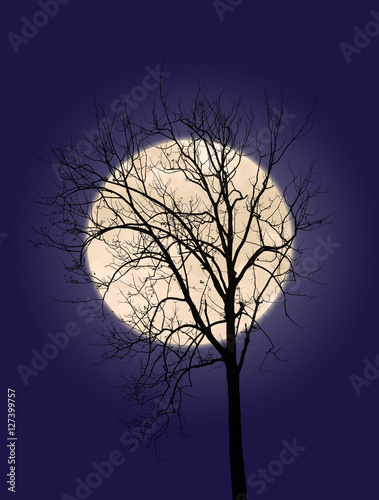 Super full moon with branches of dead tree at twilight © littlestocker