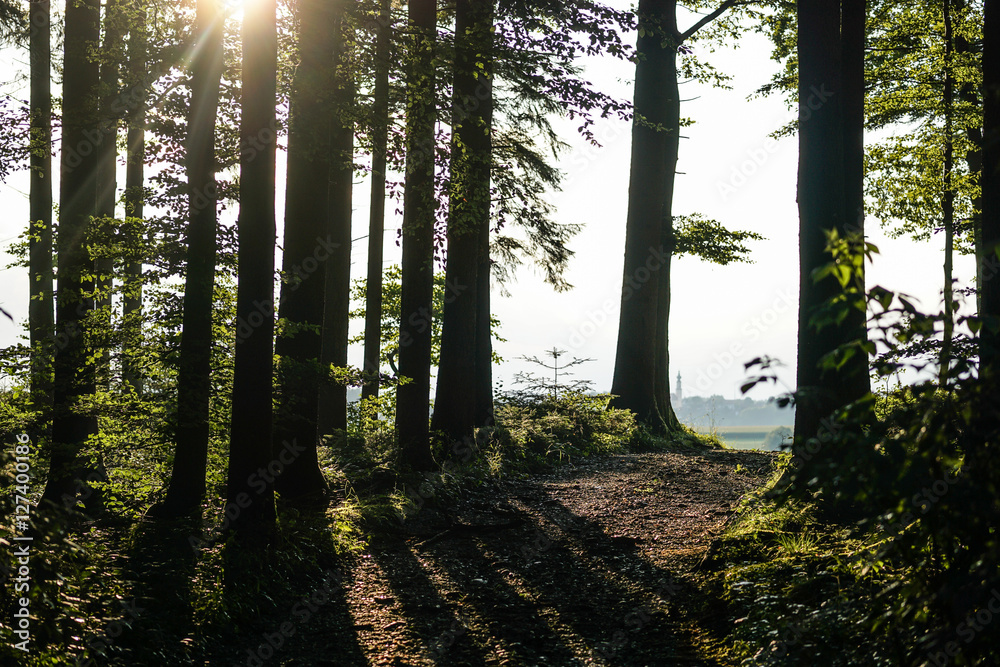 Fototapeta premium forest landscape
