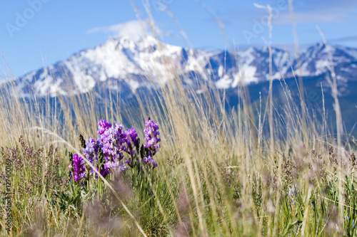 Wildflowers in the Pike National Forest and Pikes Peak photo