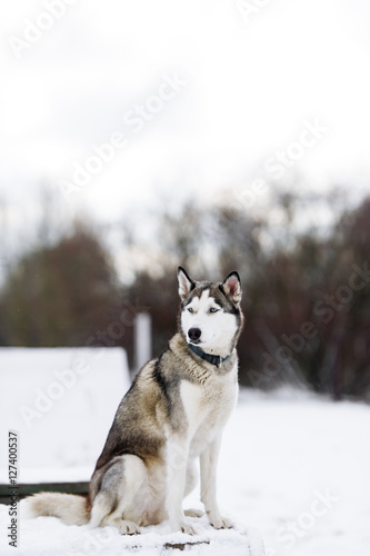 The dog Siberian husky in the winter © Irina84