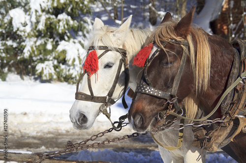 Pair of horses white and brown in harness and red brushes stands on a leash on a winter background