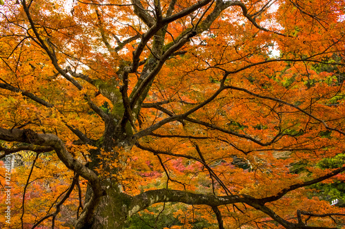 Fall Color Leaves at Yoro Waterfall in Gifu, Japan, November, 20