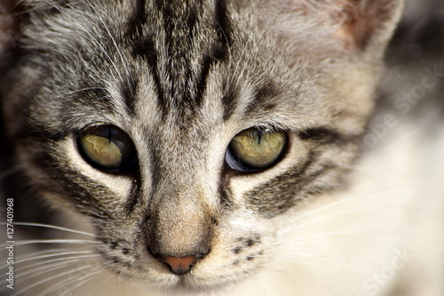 Kitten head and eyes