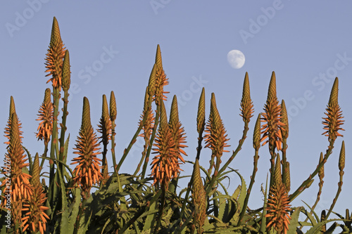 Flower blooms oif beach aprk succulents with moon in the background photo