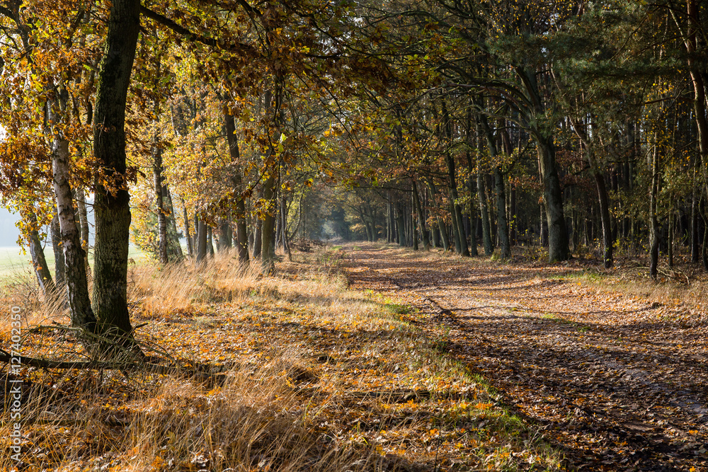 Obraz premium Weg durch sonnigen Herbstwald
