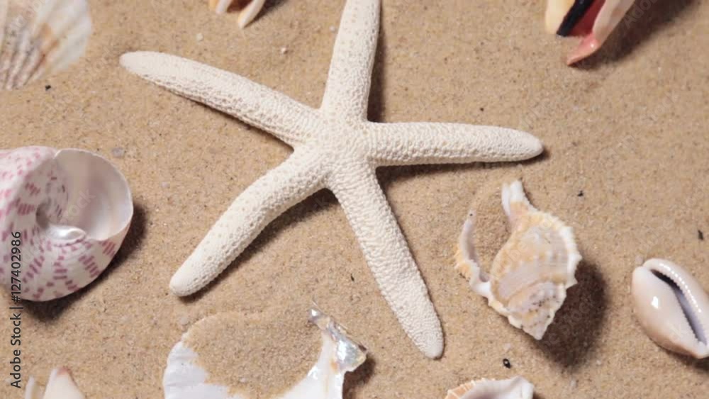 rotating tropical starfish and seashell collection on a sandy beach