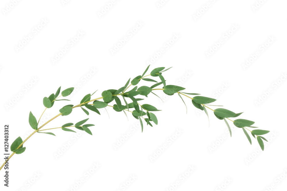 Green eucalyptus branch on white background Green eucalyptus branch on white background