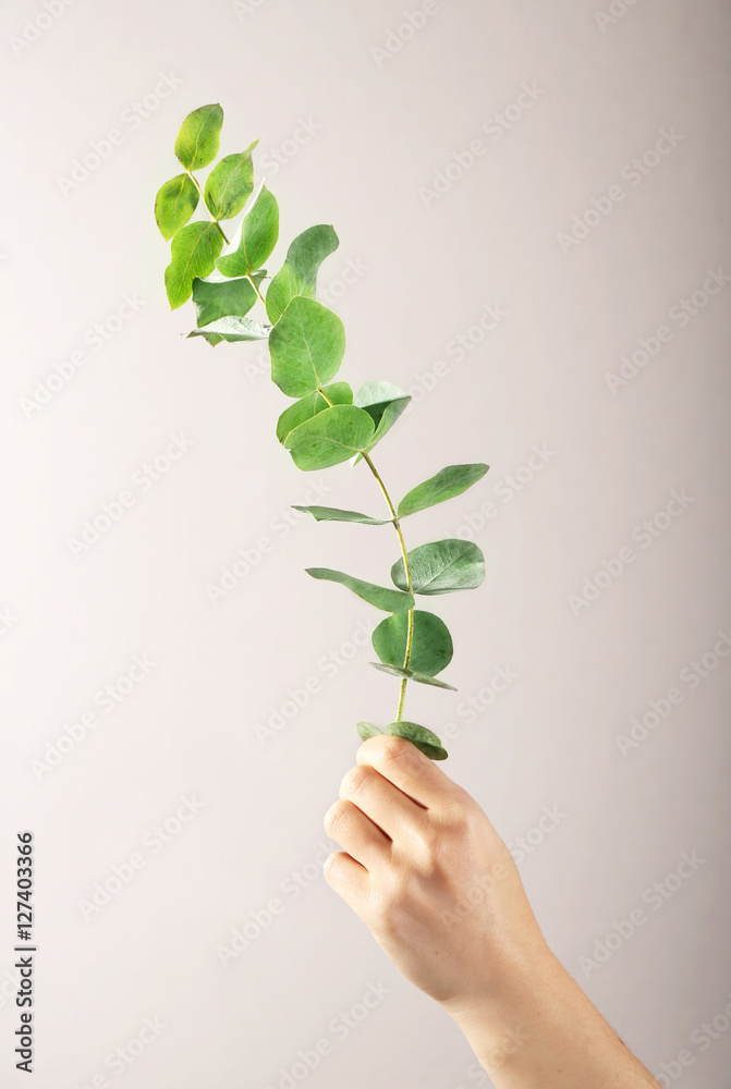 Female hand holding green eucalyptus branch on light background