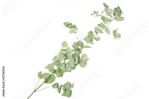 Green eucalyptus branch on white background © Africa Studio
