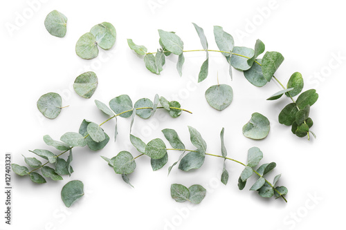 Green eucalyptus branches on white background