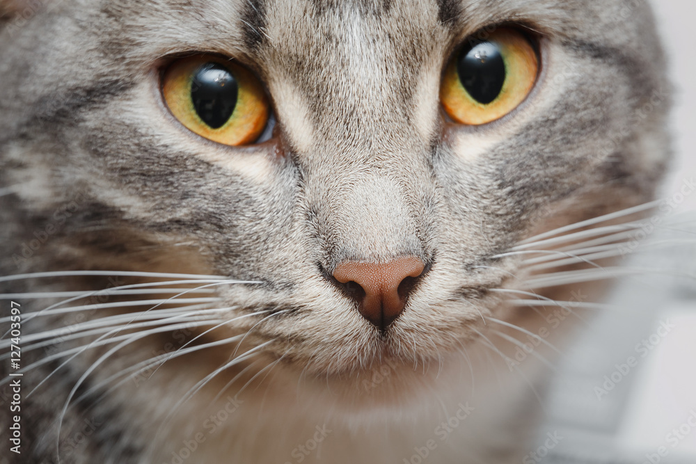close-up of grey cat's face with nose and mustache