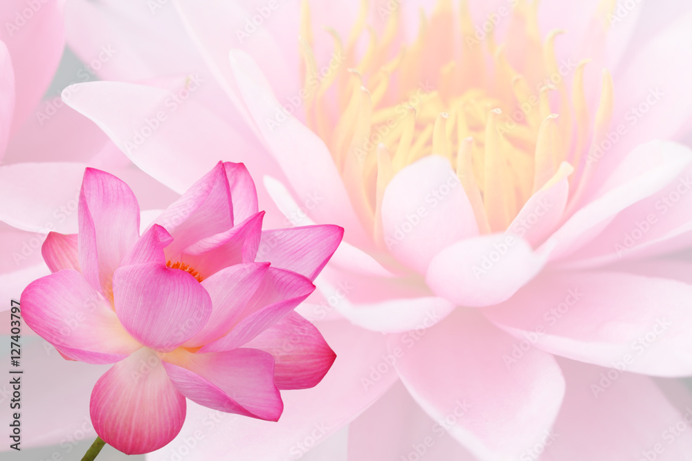 double exposure of lotus flower