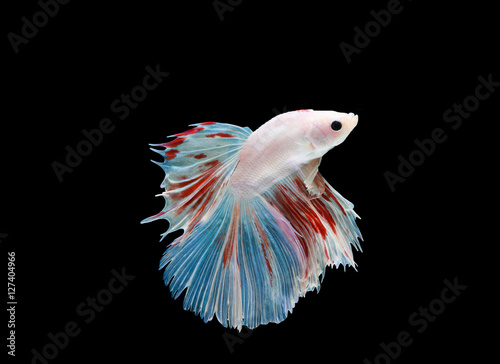 An isolated of Siamese light color beta fish photo