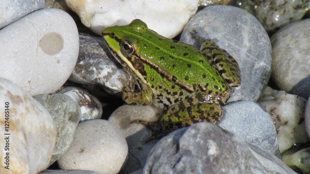 Grasfrosch am Teich im Wasser StockFoto Adobe Stock