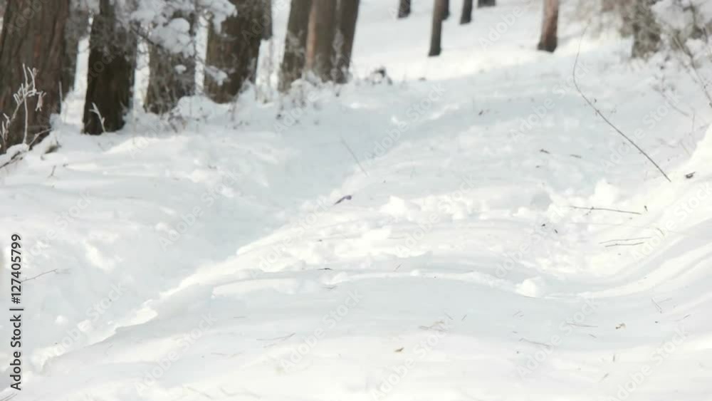 dog running in the snow dog running in the snow