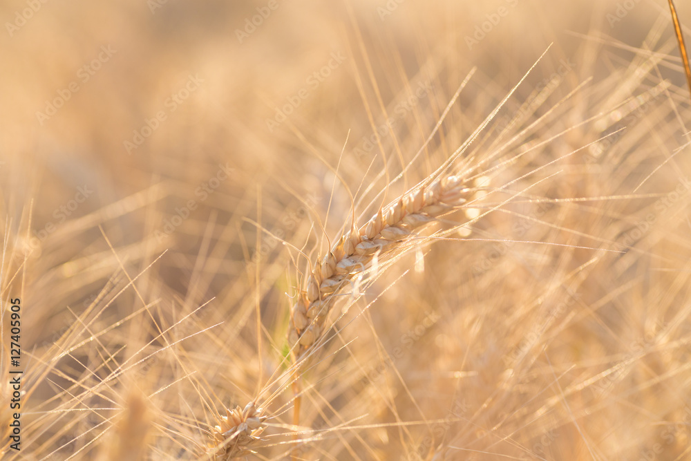 Yellow grain ready for harvest growing in a field Yellow grain ready for harvest growing in a field