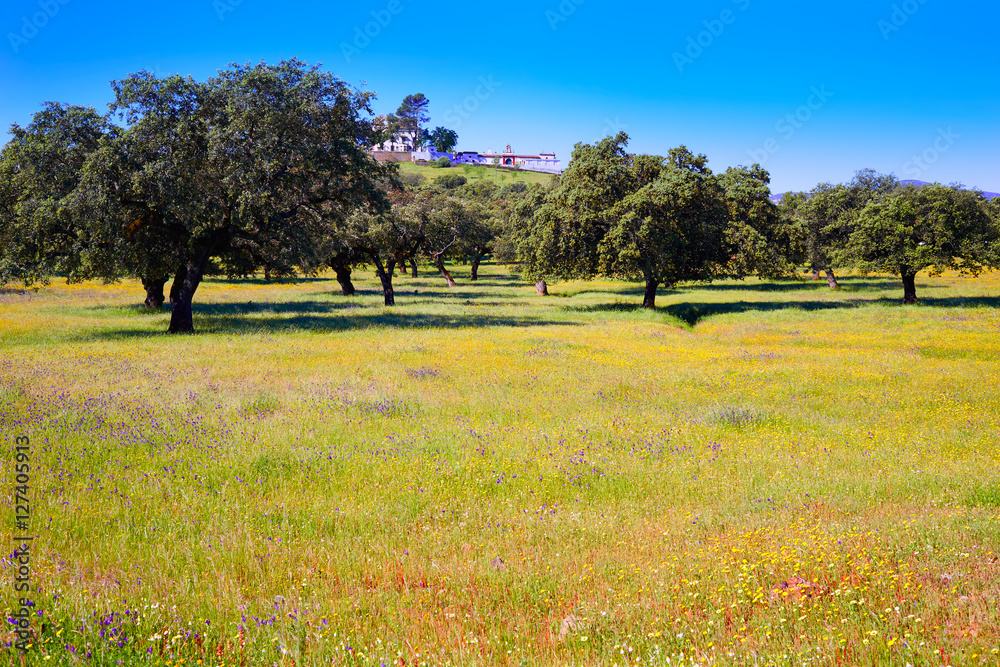 Fototapeta premium Dehesa grassland by via de la Plata way Spain