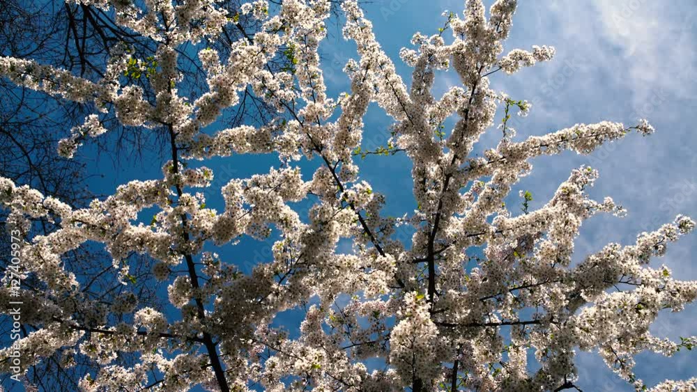 Kirschbaum in voller Blüte
Kirschbaum in voller Blüte