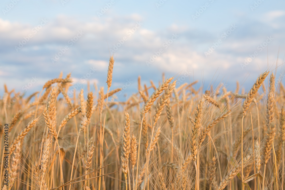 golden wheat field and sunny day golden wheat field and sunny day