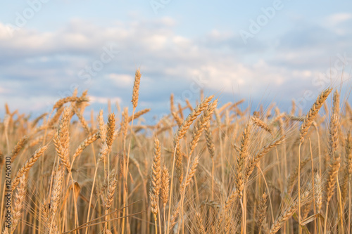 golden wheat field and sunny day