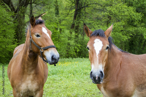 Dos caballos en un prado © Hernán