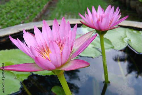 blooming lotus