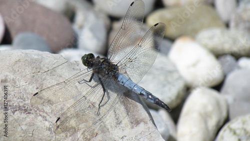 Libelle auf Pflanze im Teich