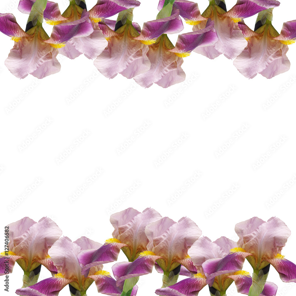 Beautiful floral background of irises 