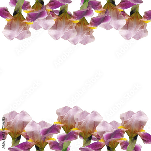 Fototapeta Naklejka Na Ścianę i Meble -  Beautiful floral background of irises 