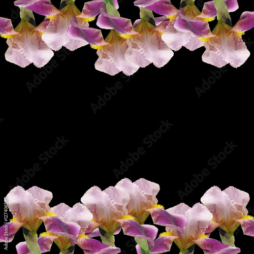 Fototapeta Naklejka Na Ścianę i Meble -  Beautiful floral background of irises 