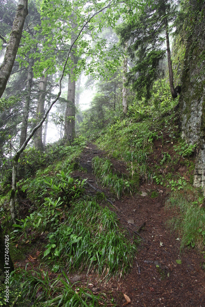 path path