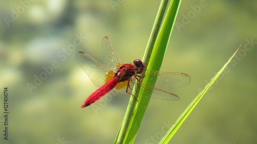 Libelle auf Pflanze im Teich