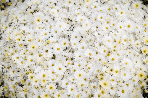 White colored chrysanthemums grow in modern greenhouse