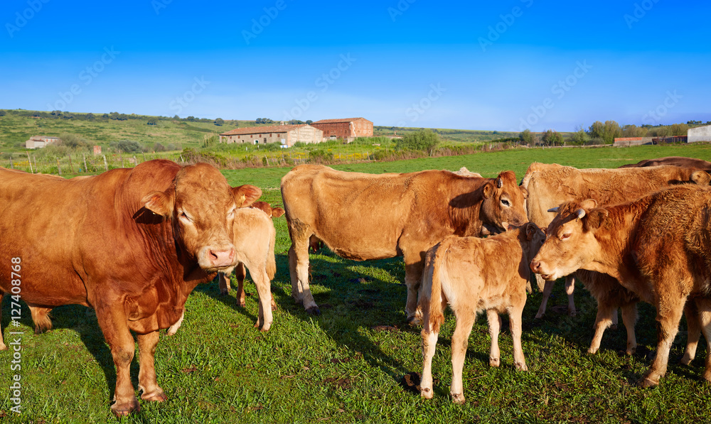 Cow cattle in Extremadura of Spain