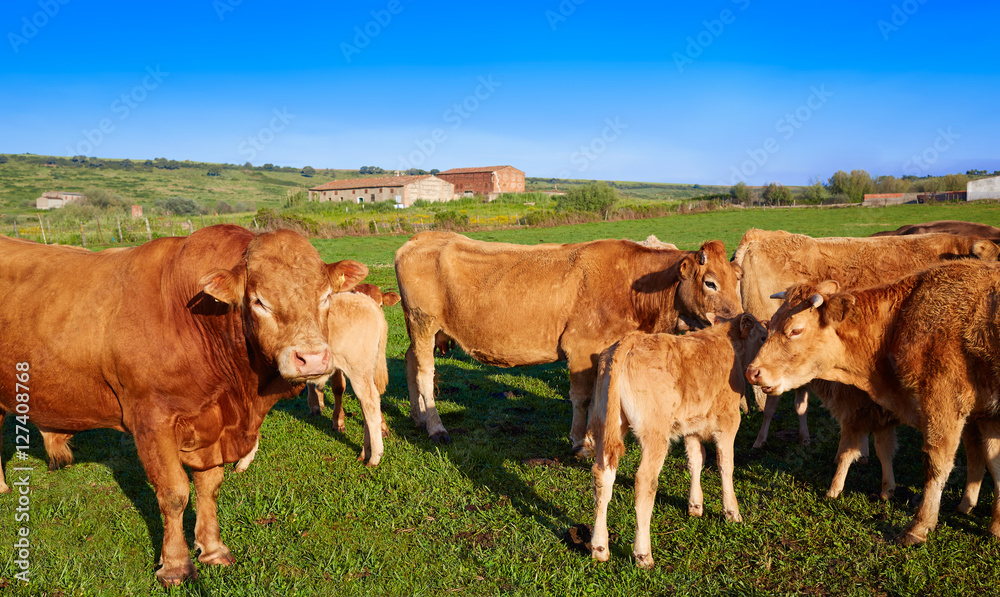 Cow cattle in Extremadura of Spain Cow cattle in Extremadura of Spain