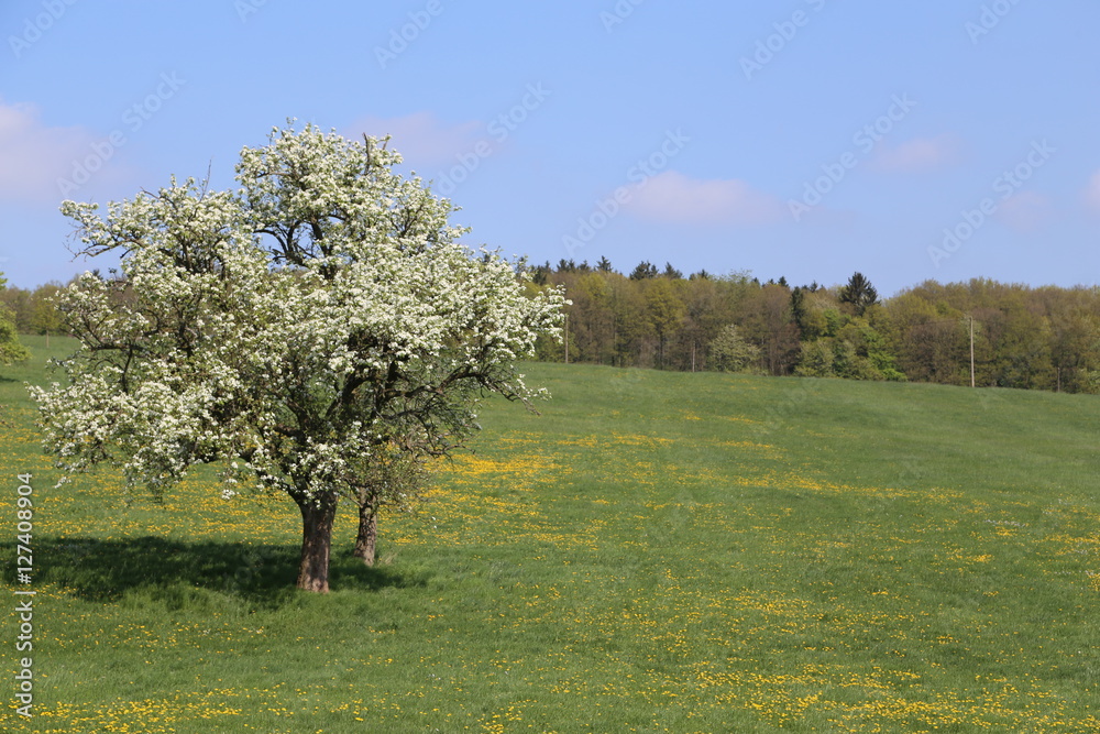 Fototapeta premium Apfelbaum