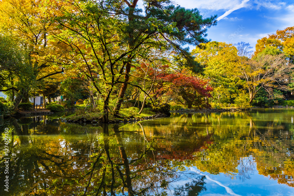 The pond and autumn leaves and trees in Arisugawa Park.The shooting location is Arisugawa Park in Minami Azabu, Minato-ku, Tokyo, Japan. 

