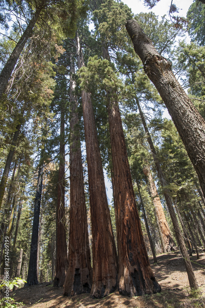 Fototapeta premium sequoia National Park