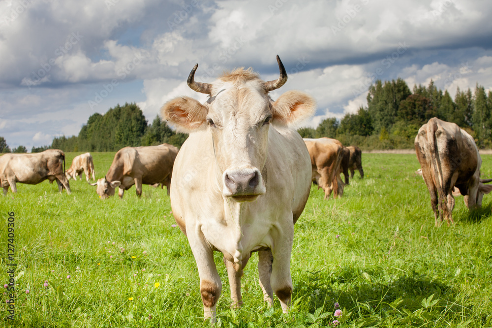 herd of cows in field. One of them is watching on photographer herd of cows in field. One of them is watching on photographer