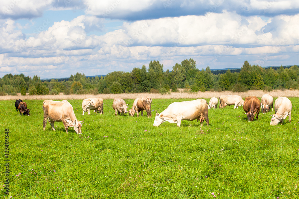 herd of cows in field of grass in the countryside