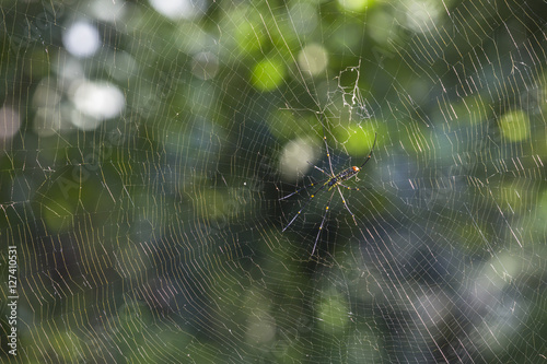 A giant spider in spider web on green natural background