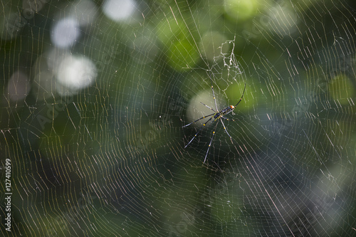 A giant spider in spider web on green natural background