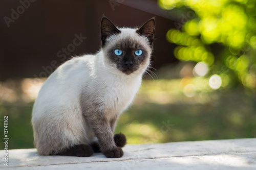 Blue eyed cat looks at the camera photo